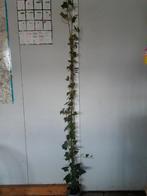 Hedera hibernica klimop 180cm/ ++, Tuin en Terras, Planten | Tuinplanten, Ophalen, Bloeit niet, Klimplanten, Halfschaduw
