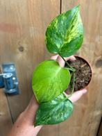 Monstera deliciosa mint marylin aurea variegata lime lemon, Huis en Inrichting, Ophalen of Verzenden, Halfschaduw, Minder dan 100 cm