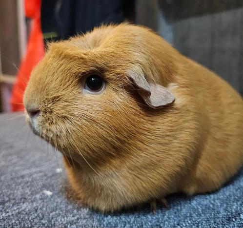 Cavia's, Dieren en Toebehoren, Knaagdieren, Meerdere dieren, Cavia, Na 1 juli 2024