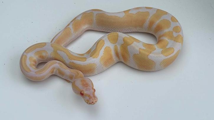 Albino het pied mannen 2024 ball python