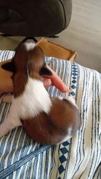 Pups, Rabiës (hondsdolheid), Overige rassen, 8 tot 15 weken, Meerdere