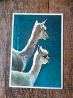 Oude ansichtkaart Dierentuin Artis, Verzamelen, Ophalen of Verzenden