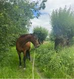 Verzorger paard gezocht Soest, Verzorging of Verzorgpony's