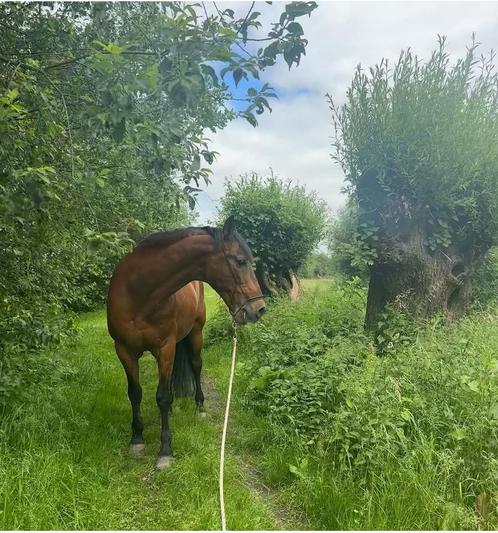 Verzorger paard gezocht Soest, Diensten en Vakmensen, Dieren | Paarden | Verzorging, Oppas en Les, Verzorging of Verzorgpony's