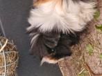 Gratis beertje, Dieren en Toebehoren, Knaagdieren, Cavia, Mannelijk, Juli, Tam