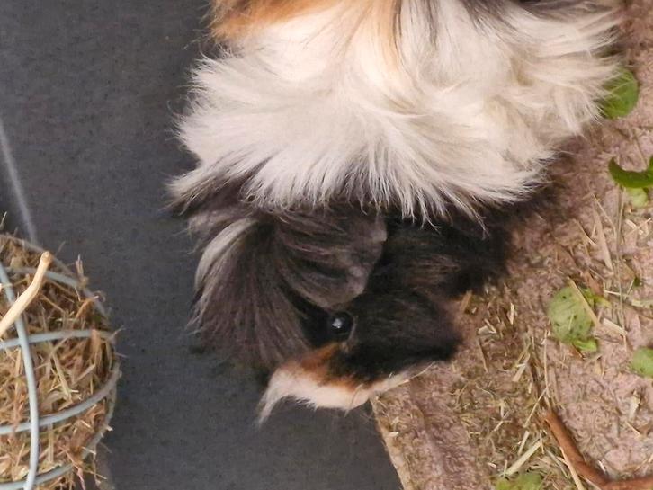 Gratis beertje, Dieren en Toebehoren, Knaagdieren, Mannelijk, Cavia, Juli, Tam