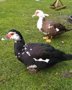 2 muskuseenden vrouwtjes, Dieren en Toebehoren, Vrouwelijk, Kip