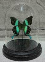 ACTIE > Vlinder in Stolp papilio blumei/ulysses of Caligo vl