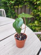 Alocasia Yucatan Princess, Overige soorten, In pot, Minder dan 100 cm, Groene kamerplant