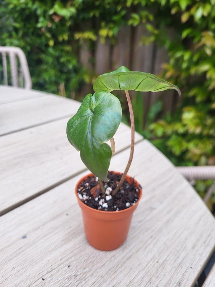 Alocasia Yucatan Princess, Huis en Inrichting, Kamerplanten, Overige soorten, Minder dan 100 cm, Groene kamerplant, Halfschaduw