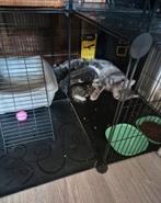 Katten bench, Dieren en Toebehoren, Ophalen of Verzenden, Gebruikt