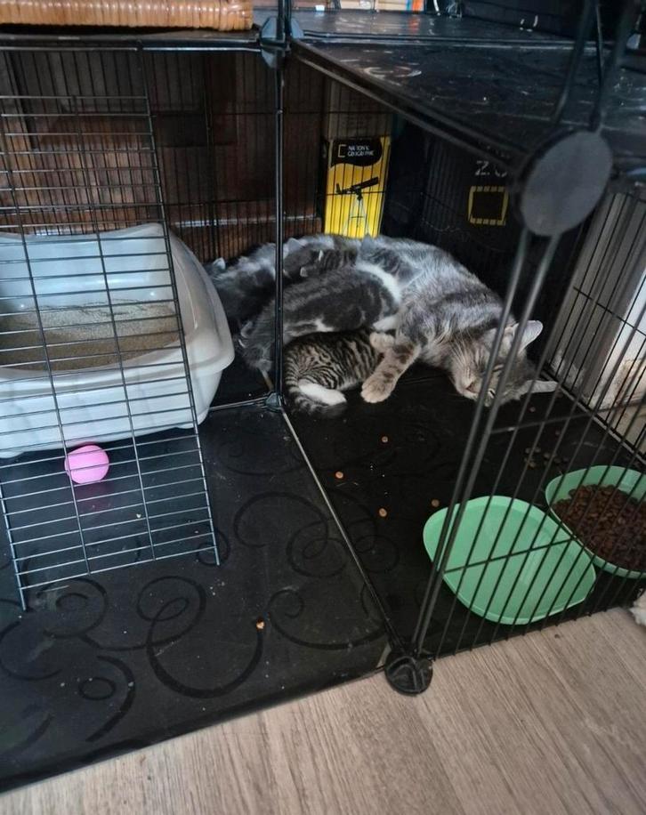 Katten bench, Dieren en Toebehoren, Katten-accessoires, Gebruikt, Ophalen of Verzenden