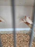 Witte zebravinken, Dieren en Toebehoren, Vogels | Overige Vogels, Meerdere dieren, Tropenvogel