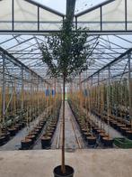 Prunus lusitanica, Tuin en Terras, Planten | Bomen, Zomer, Ophalen of Verzenden