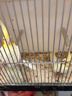 Valkpatkieten, Dieren en Toebehoren, Meerdere dieren, Parkiet