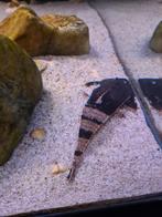 Pseudohemiodon apithanos, Dieren en Toebehoren, Vissen | Aquariumvissen, Vis