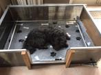 Te huur verhuur werpkist voor honden van polycarbonaat, Ophalen, Zo goed als nieuw