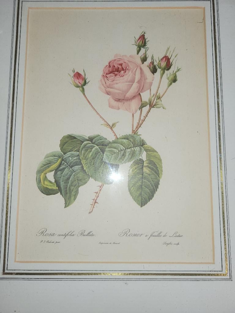 2×Pierre-Joseph Redouté Rose-Rosa Centifolia Bullata, Antiek en Kunst, Ophalen of Verzenden