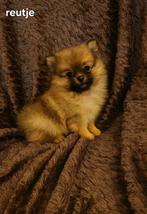 Super mooie gezonde pomeriaan dwergkees pups, Keeshond, 8 tot 15 weken, CDV (hondenziekte), Meerdere