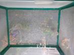 Guppies