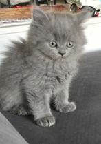 Brits Korthaar en Lang haar., Dieren en Toebehoren, Kater