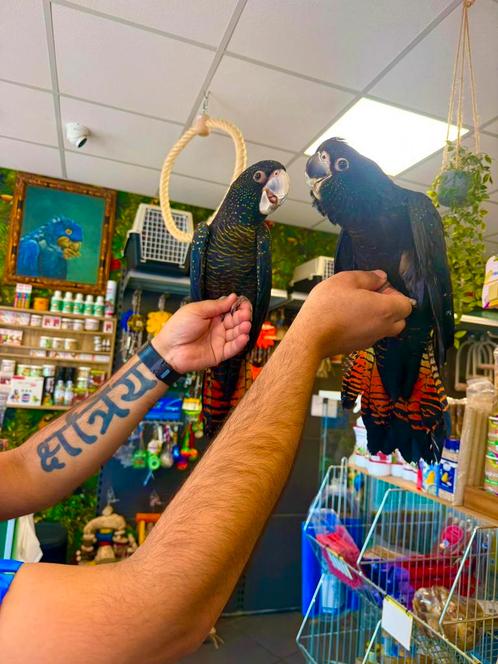 Jonge zwarte roodstaart kaketoe, Dieren en Toebehoren, Vogels | Parkieten en Papegaaien, Papegaai, Meerdere dieren, Pratend, Tam