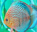 DIscus Red turquoise ca 8 cm - siner - Koidream Valburg, Dieren en Toebehoren, Vissen | Aquariumvissen, Vis, Zoetwatervis