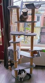 Tijdelijk verblijf katten, Dieren en Toebehoren, Katten en Kittens | Overige Katten, Meerdere dieren, Kortharig, 0 tot 2 jaar