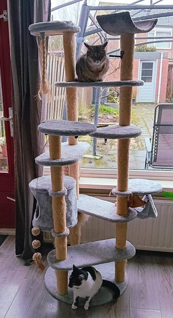 Tijdelijk verblijf katten, Dieren en Toebehoren, Katten en Kittens | Overige Katten, Kortharig, Meerdere dieren, 0 tot 2 jaar