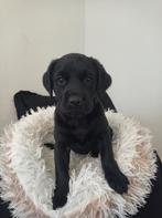 Pup te koop herder/flatcoat x golden retriever, Rabiës (hondsdolheid), 8 tot 15 weken, Meerdere, Meerdere dieren