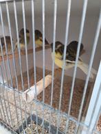 17 glosters 85 euro, Dieren en Toebehoren, Vogels | Kanaries, Meerdere dieren, Kleurkanarie