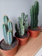 Cactus 35-45cm  3 voor €25, Ophalen, Minder dan 100 cm, In pot, Cactus