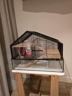 Hamsterkooi glas, Dieren en Toebehoren, Knaagdieren en Konijnen | Hokken en Kooien, Kooi, Minder dan 75 cm, Zo goed als nieuw