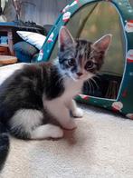 Kittens, Poes