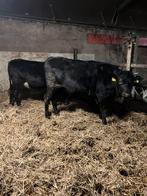 Black Angus pinken, Dieren en Toebehoren, Vrouwelijk, 0 tot 2 jaar
