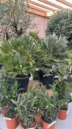 Chamaerops humilis vulcano planthoogte 60/80 cm, Tuin en Terras, Olijfboom, Ophalen