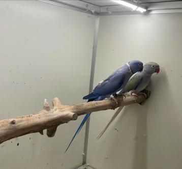 Kweekkoppel opaline wkws halsband parkiet / halsbandparkiet beschikbaar voor biedingen