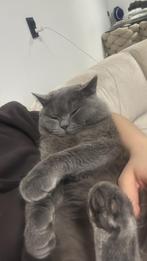 Britse korthaar, Dieren en Toebehoren, Katten en Kittens | Raskatten | Korthaar, Kater, Ontwormd, 0 tot 2 jaar