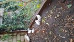 Chinese dwergkwartels, Dieren en Toebehoren, Vogels | Overige Vogels, Meerdere dieren