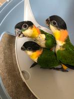 Jonge zwartkopcaique te koop, Mannelijk, Papegaai, Geringd
