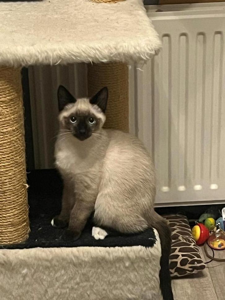 Nestje kruising ragdoll kittens, Dieren en Toebehoren, Katten en Kittens | Raskatten | Korthaar, Kater, Ontwormd