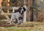 Gezonde Duitse Staande Draadhaar Pups, Dieren en Toebehoren, Duitse Staande hond, 8 tot 15 weken, CDV (hondenziekte), Meerdere