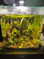 Dennerle nano cube aquarium 60(?) liter MOET ZSM WEG, Dieren en Toebehoren, Vissen | Aquaria en Toebehoren, Ophalen, Gebruikt