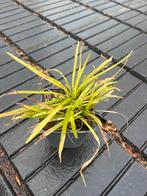 Liriope muscari 'Monroe White' - Leliegras, Tuin en Terras, Planten | Tuinplanten, Ophalen, Bodembedekkers, Vaste plant, Halfschaduw