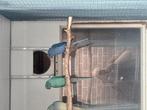 Halsbandparkiet aqua opaline, Dieren en Toebehoren, Vogels | Overige Vogels, Vrouwelijk, Tropenvogel, Geringd