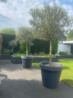 Vier olijfbomen met pot, Tuin en Terras, Planten | Bomen, Lente, 100 tot 250 cm, Olijfboom, Ophalen