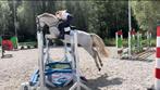 Super spring merrie, Dieren en Toebehoren, Paarden, Merrie, Springpaard, Gechipt, L