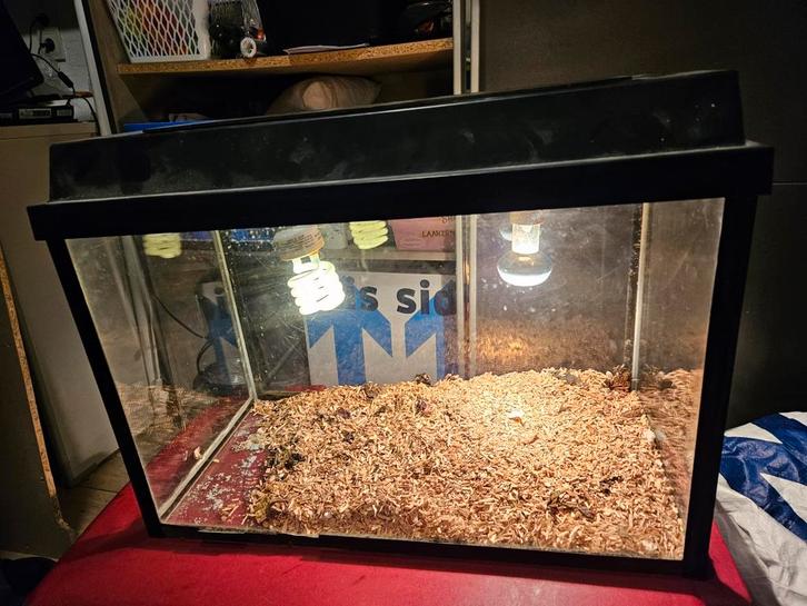 Terrarium / aquarium 60*30*45, Dieren en Toebehoren, Reptielen en Amfibieën | Toebehoren, Gebruikt, Terrarium of Paludarium, Ophalen of Verzenden