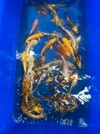 Koi karpers 14/24cm mix, Dieren en Toebehoren, Vissen | Vijvervissen, Karper of Koi