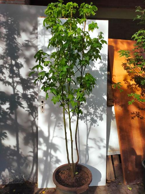 Amberboom meerstammig, Tuin en Terras, Planten | Bomen, Overige soorten, 100 tot 250 cm, Volle zon, Bloeit niet, In pot, Ophalen